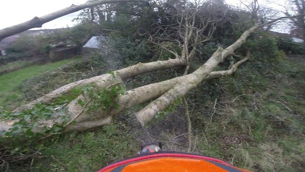 Branching Out Tree Arborist