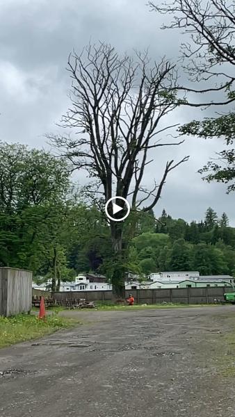 Treescapes Scotland