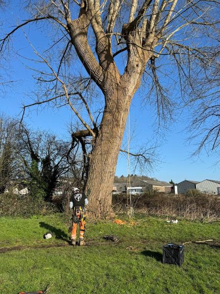 Tree Squadron