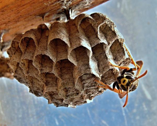 Wasp Nest Away