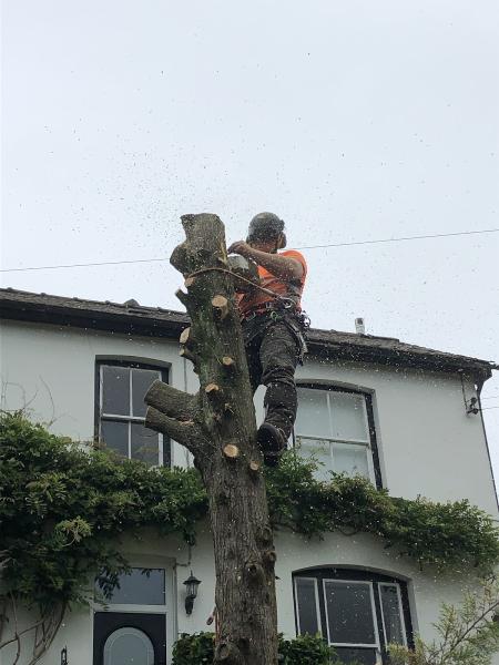 Hywel Jones Tree Services