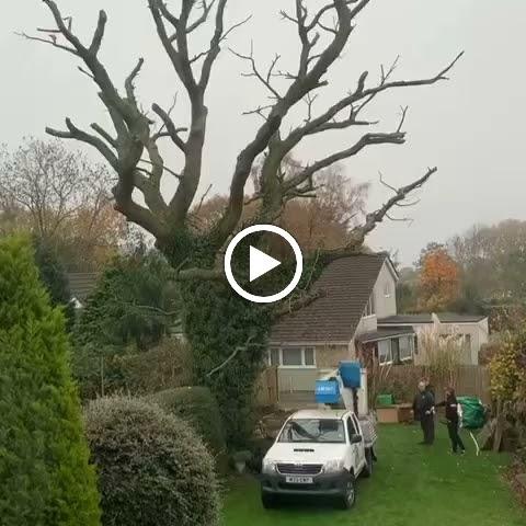 Hywel Jones Tree Services