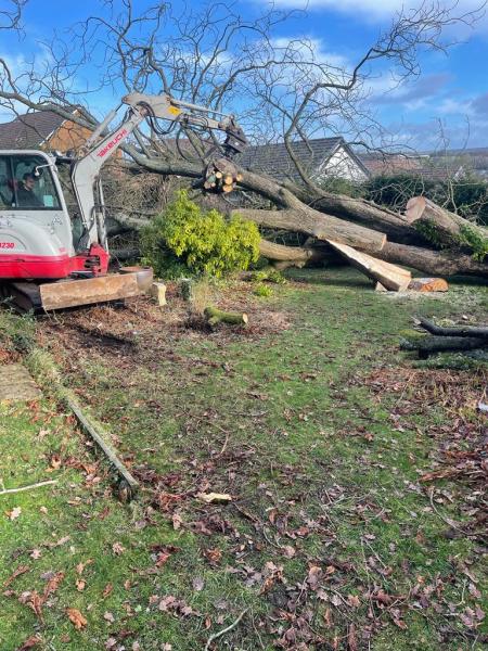 Hywel Jones Tree Services