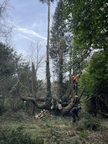 Hywel Jones Tree Services