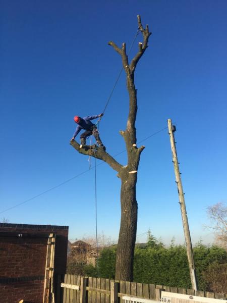 Martin Riley Tree Services