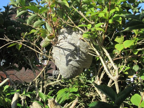 Wasp & Hornet Nests Removed