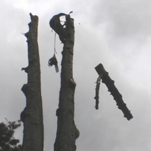 ASG Tree Services Ltd