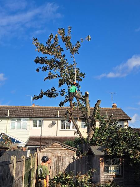 Maple Tree Surgery & Landscapes Ltd