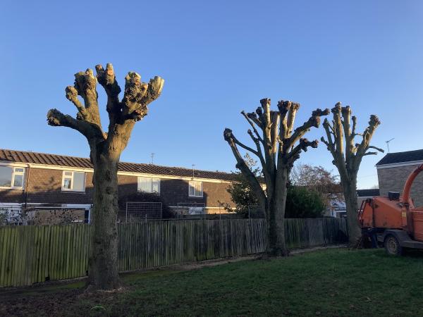 Grenadier Grounds and Trees Ltd