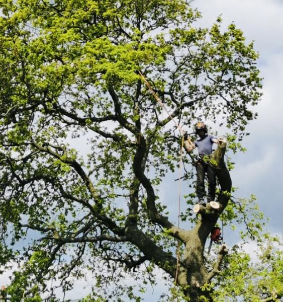 Sharps Tree Care (Derby)