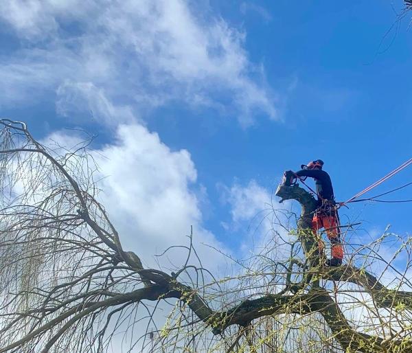 Sharps Tree Care (Derby)