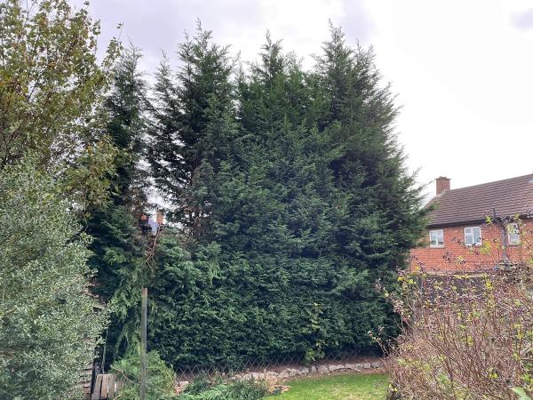 Sharps Tree Care (Derby)