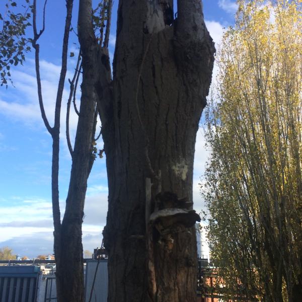 Crest Tree Services