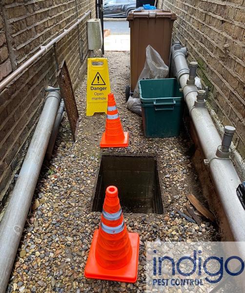 Indigo Pest Control