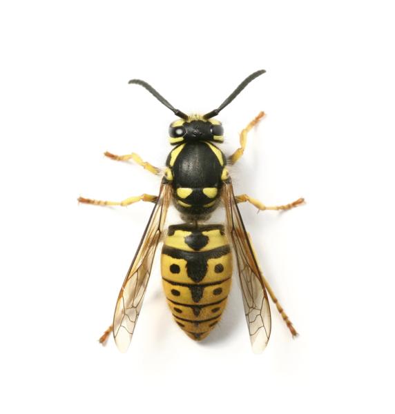 Wasp Nest Removal Herefordshire