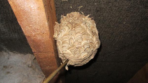 Wasp Nest Removal Herefordshire