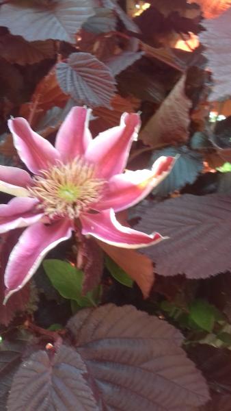 Shaun Whittaker Carpets and Flooring LTD