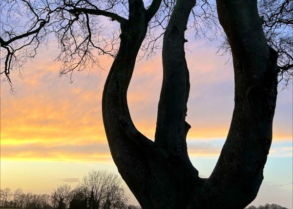 Howe Tree Consultants