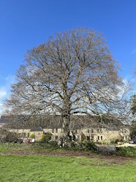 Howe Tree Surgery Ltd