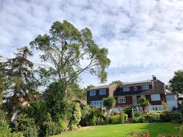 Forest Rose Tree Surgery