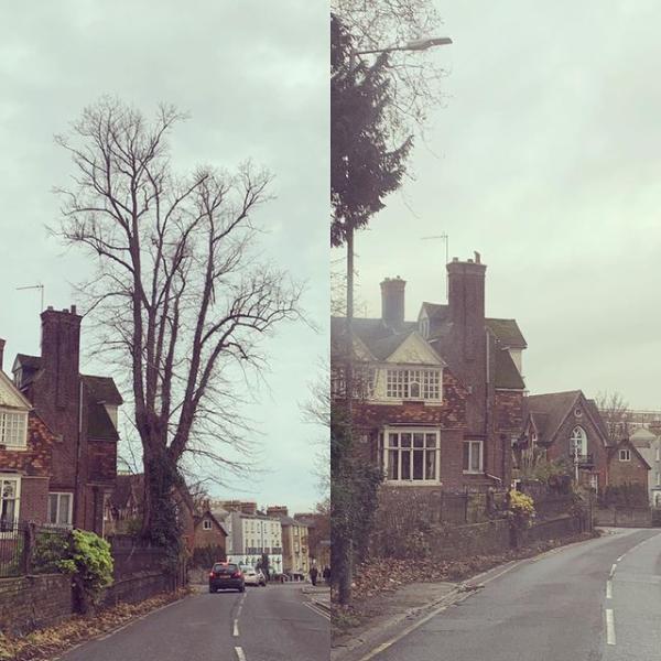 Forest Rose Tree Surgery