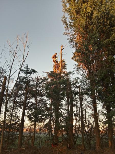 Scunthorpe Tree Surgeons