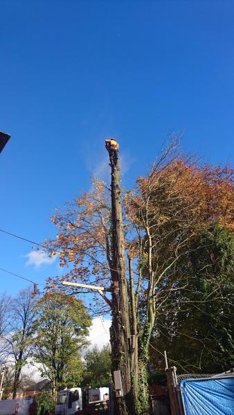 Valhalla Tree Care