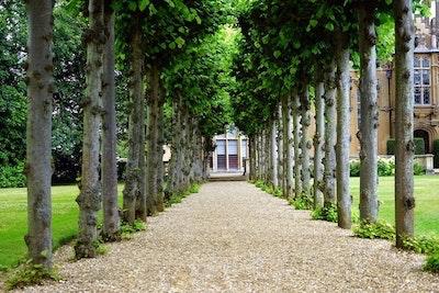 Tree Surgeon Cheltenham