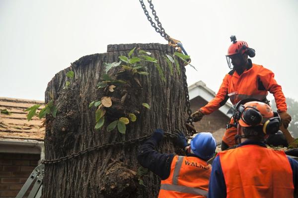 Urban Arborist