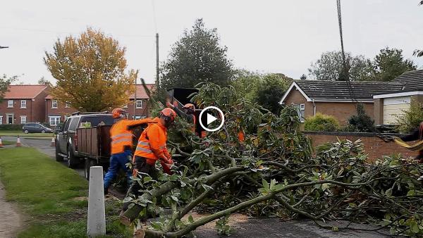 Urban Arborist