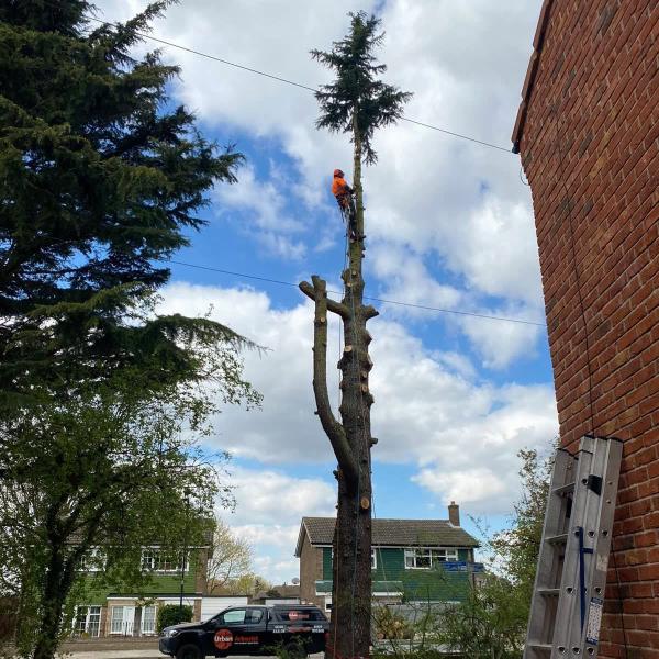 Urban Arborist