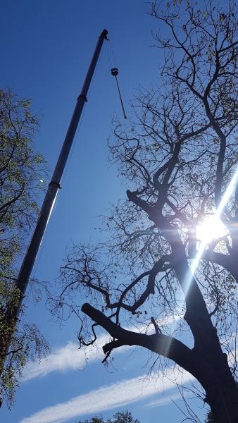 Urban Arborist