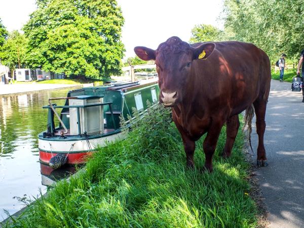 Midsummer Lettings