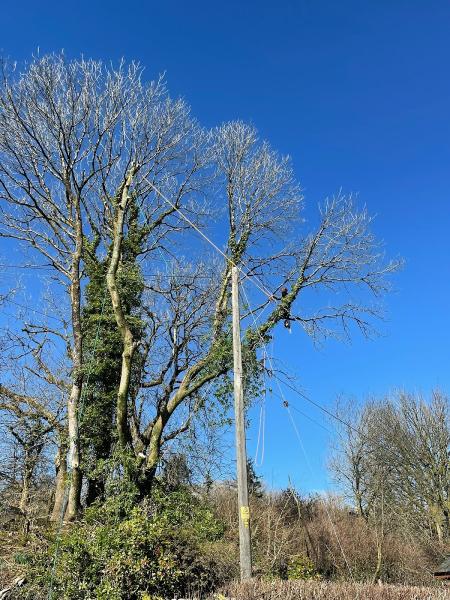 Arboreal Tree Services