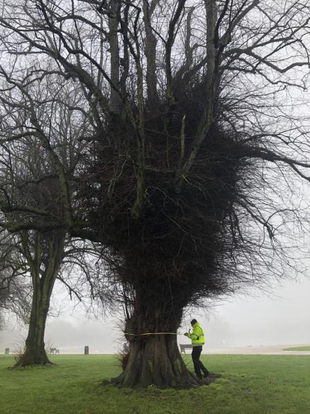 McNamara Tree Surveys