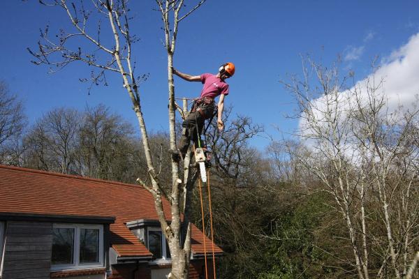 Lanacre Professional Tree Care