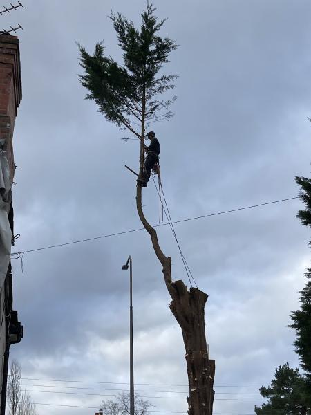 Cestrian Tree Care