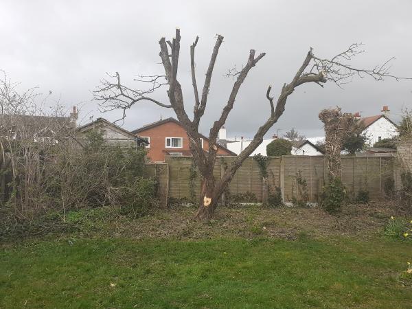 Abergele Tree Services