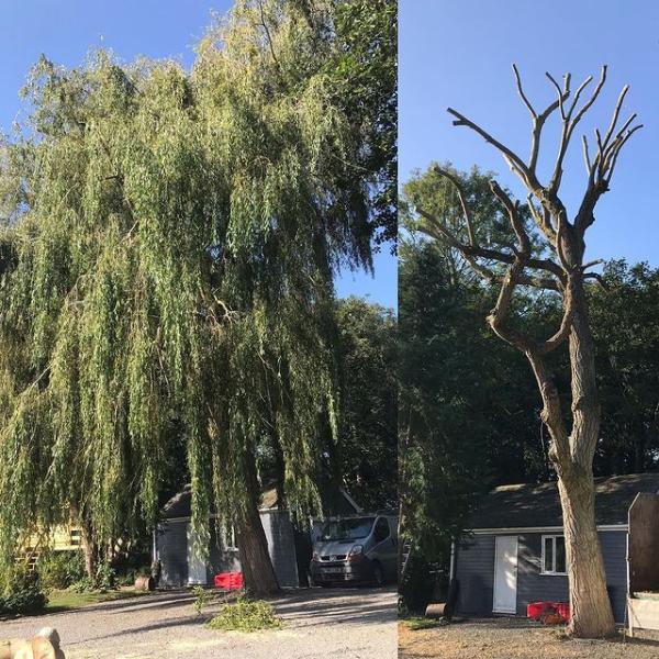 Jyull & Sons Tree Surgery