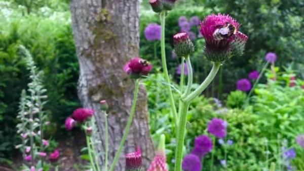 Green Goddess Gardening