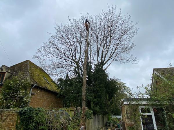 D.J Trees & Hedges Ltd