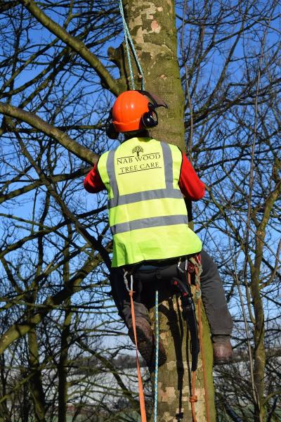 Nab Wood Tree Care