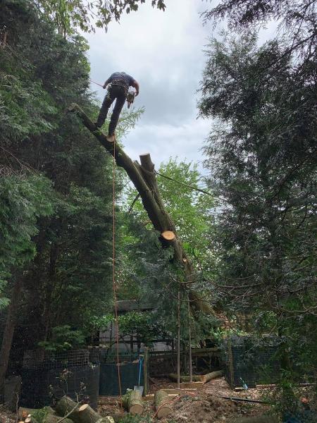 Tree Surgeon in Stockport