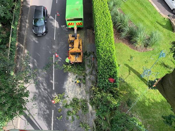 Tree Surgeon in Stockport