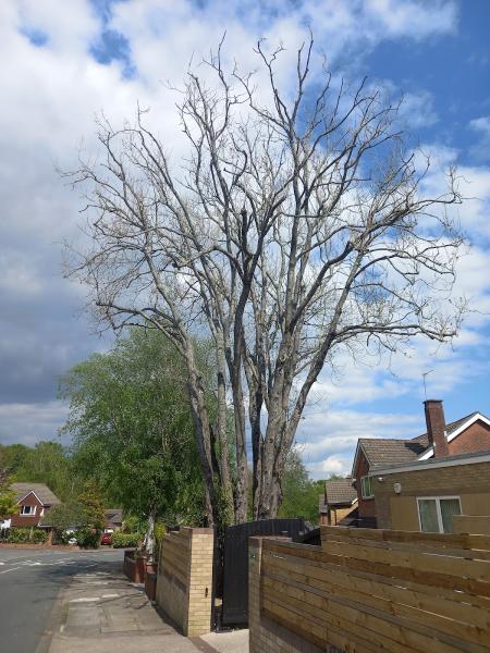 Osborne Tree Care