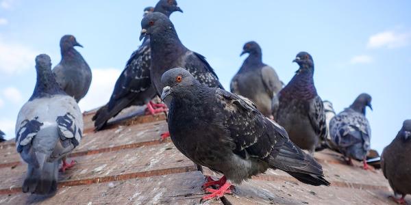 Anti-Pest Pest Prevention