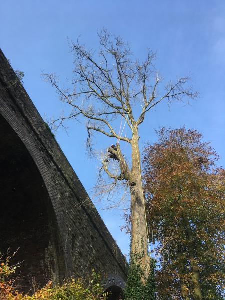 Silva Tree Surgeons