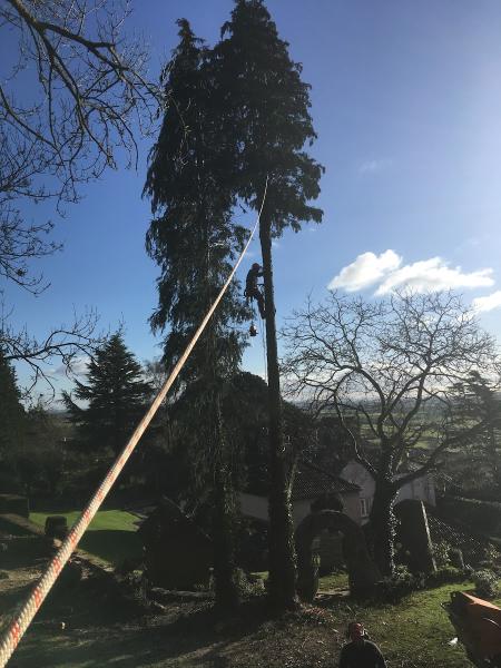 Silva Tree Surgeons