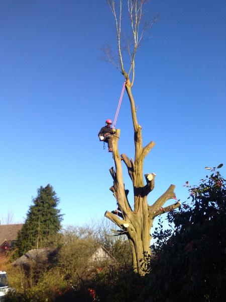 Dead Or Alive Tree Surgery