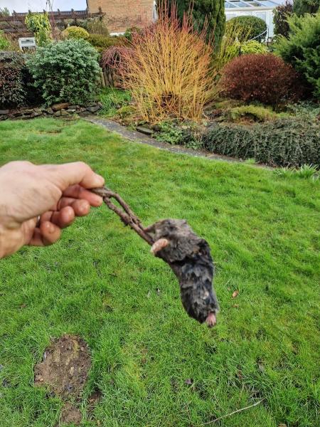 Mole Catcher Surrey